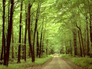 Romsilva a recuperat 10.000 de hectare de pădure